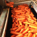 Factory Directly Supply Fresh Carrot